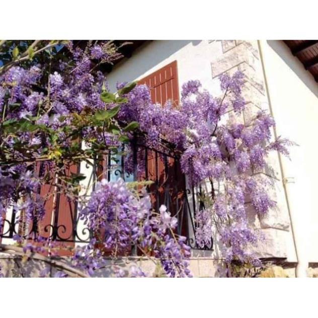 Sản phẩm HOA TỬ ĐẰNG