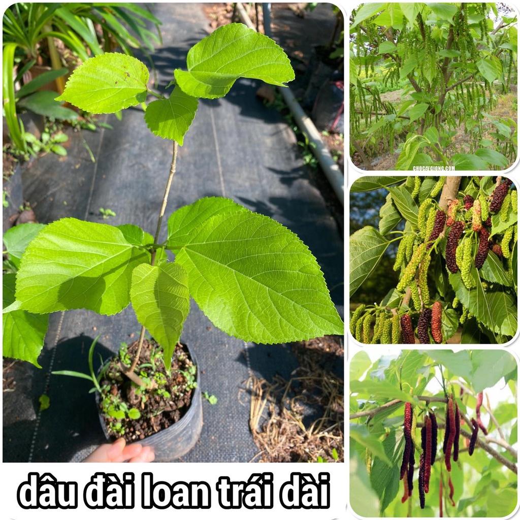 CÂY GIỐNG DÂU ĐÀI LOAN QUẢ DÀI.