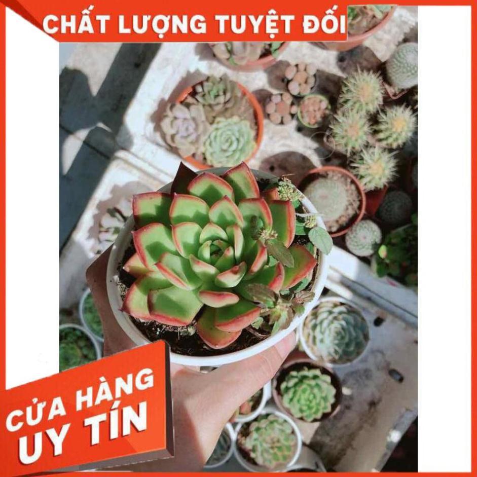 Sen đá đủ mẫu đồng giá 40k Nhiều Người Mua