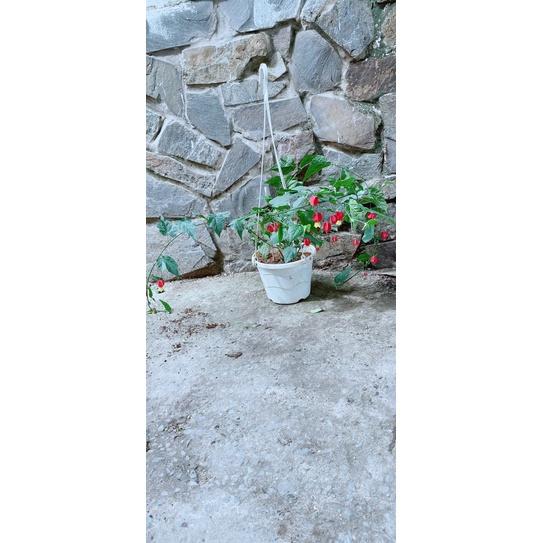 Chậu Hoa Lồng Đèn