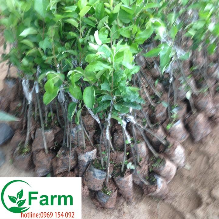 Cây táo đỏ ghép cây đẹp chuẩn giống