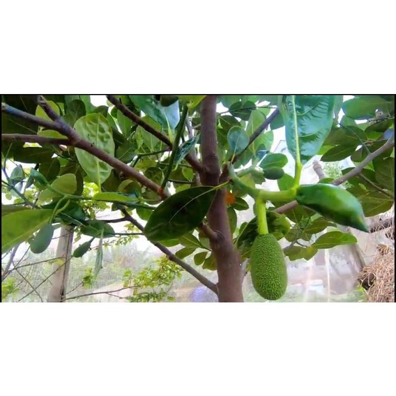 Cây giống mít Thái siêu sớm (anh thật) cho trái chỉ sau 2 năm trồng, giống cây mít được trồng nhiều rất được ưa chuộng