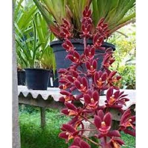 THÂN HOA LAN KIẾM TIÊN VŨ MẶT HOA XỔ HÀNG RỪNG