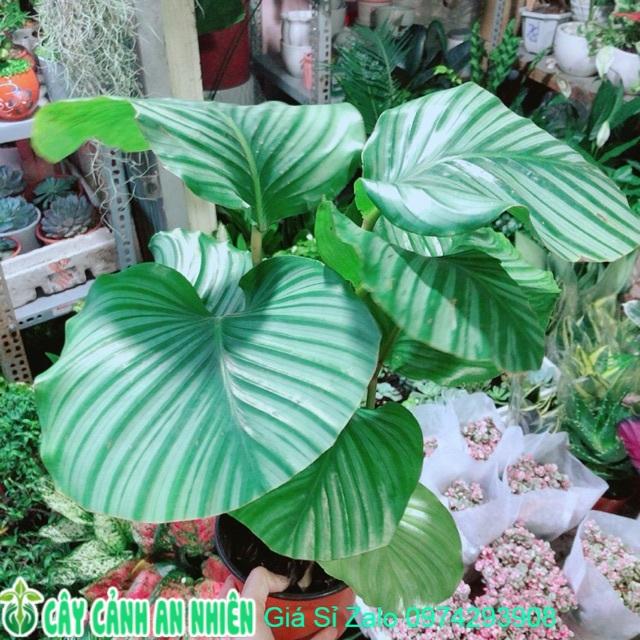 Cây Đuôi Công Táo Xanh