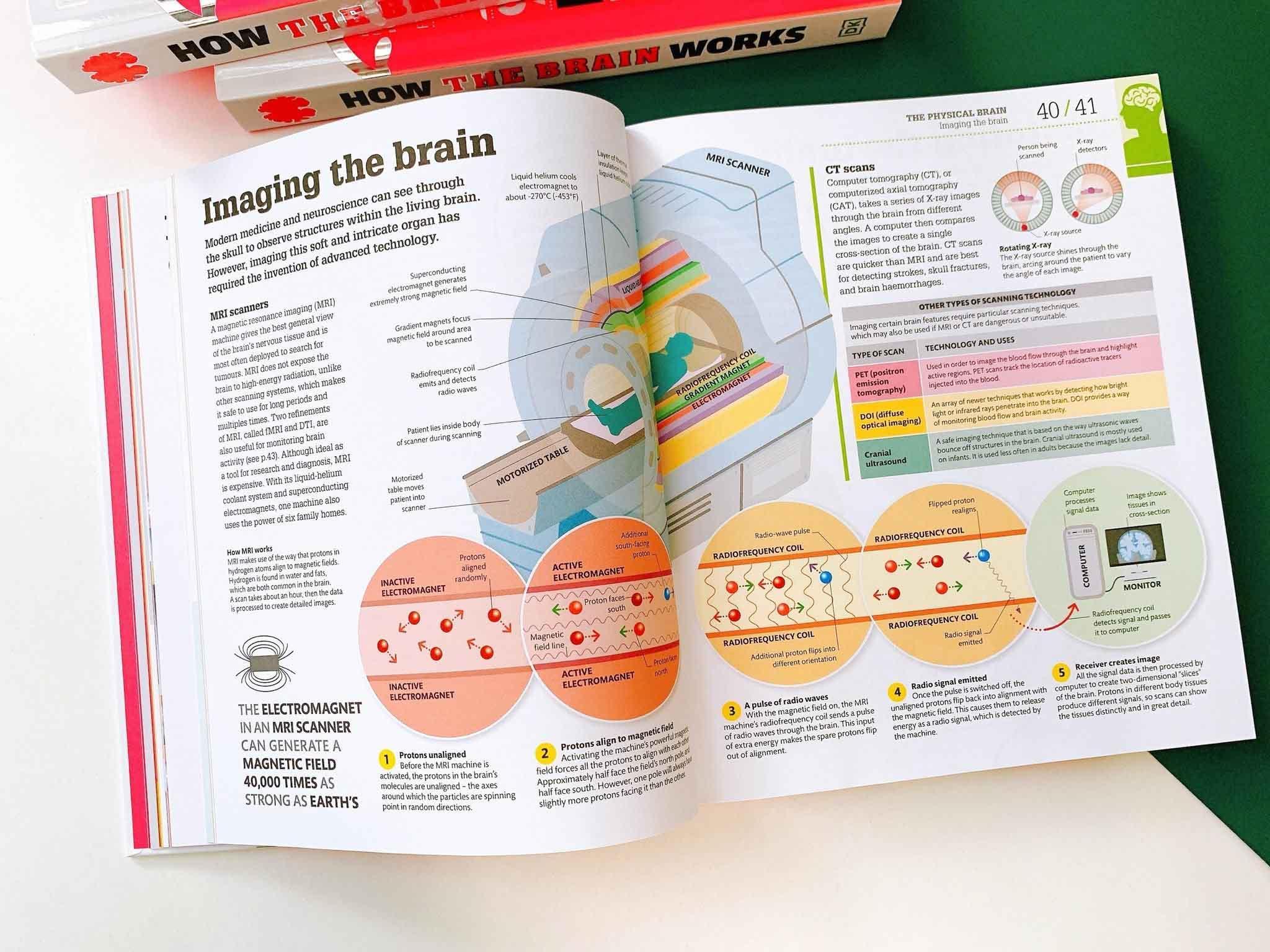 How the Brain Works : The Facts Visually Explained