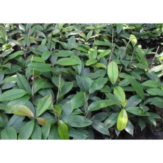 COMB 3 CÂY GIỐNG MĂNG CỤT