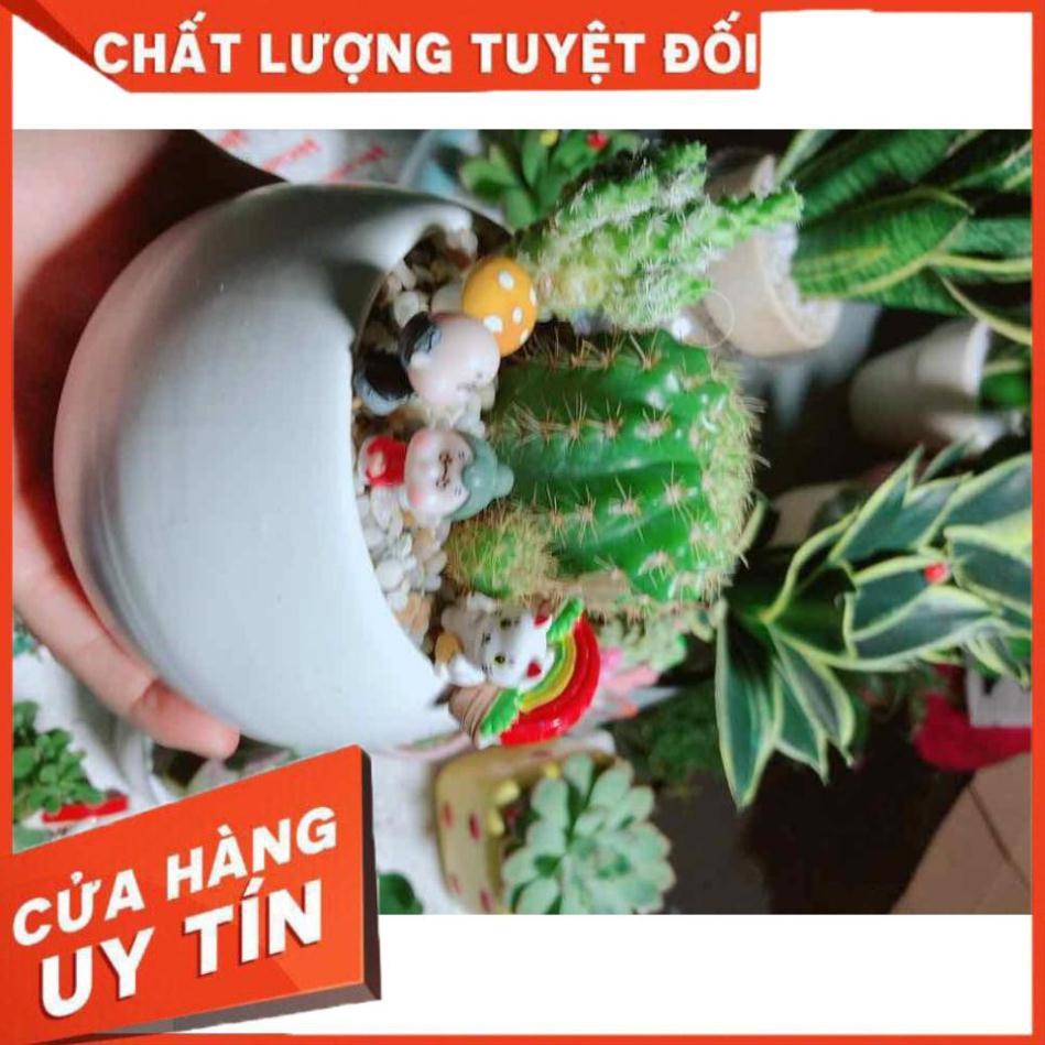 Chậu xương rồng tiểu cảnh Nhiều Người Mua