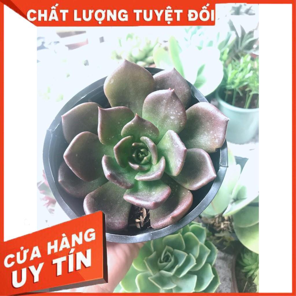 Combo 10 cây sen trung Nhiều Người Mua