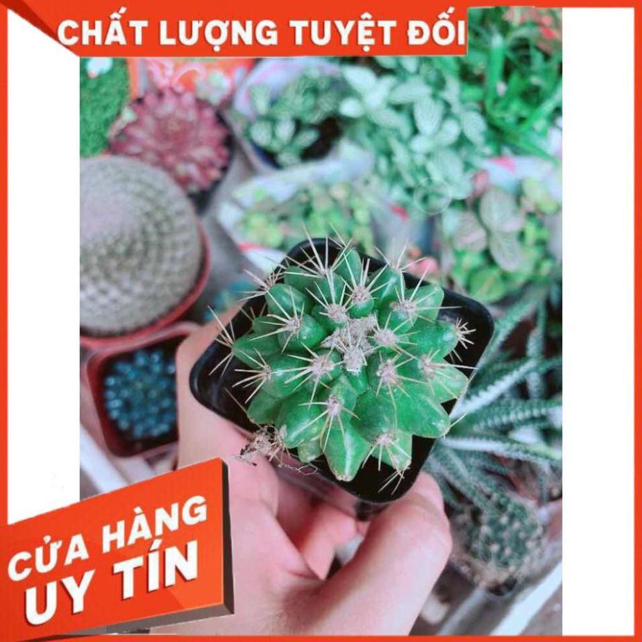 Xương Rồng Kim Hổ Nhiều Người Mua