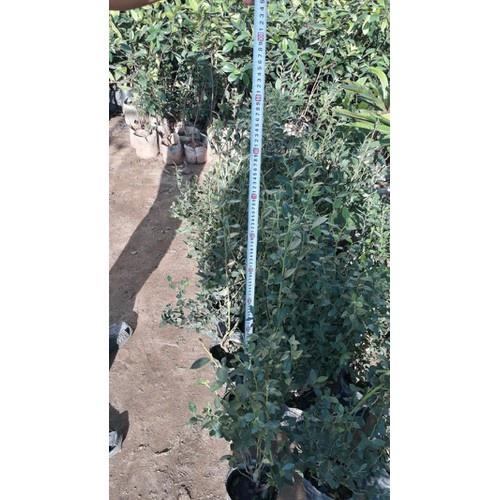 Cây việt quất, cây đang trái, cao 50-60cm