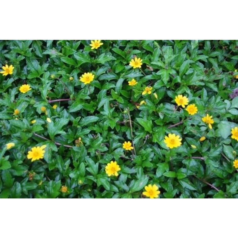 500gr cây sài đất