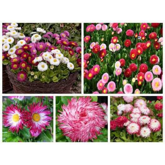 Hạt giống cúc Daisy cúc Anh Bellis