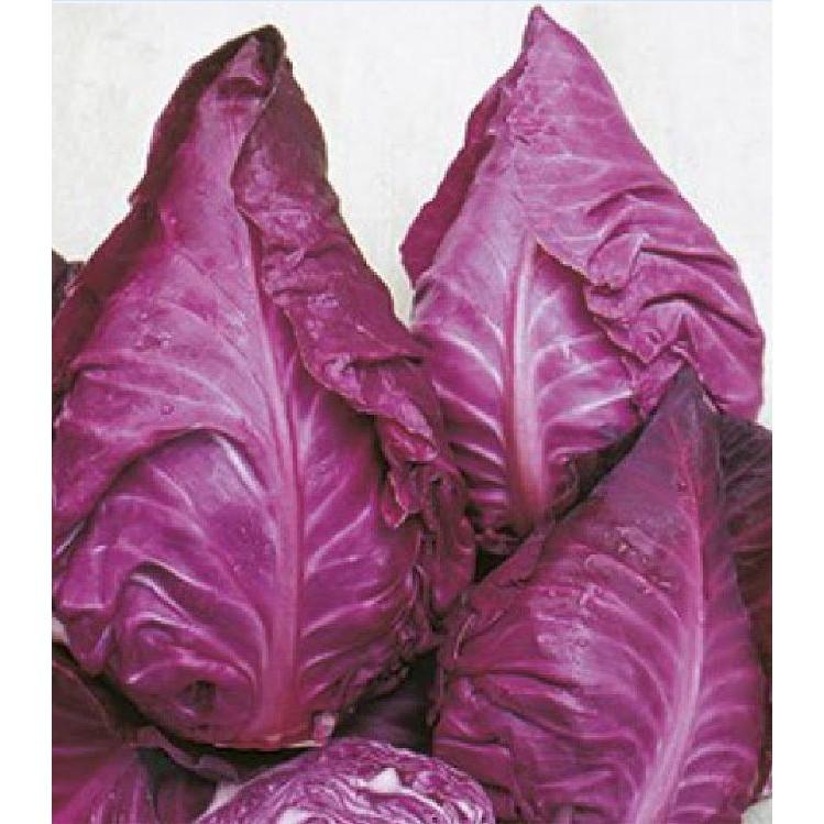 Hạt giống Bắp cải trái tim Tím F1 - 0,1gram/gói