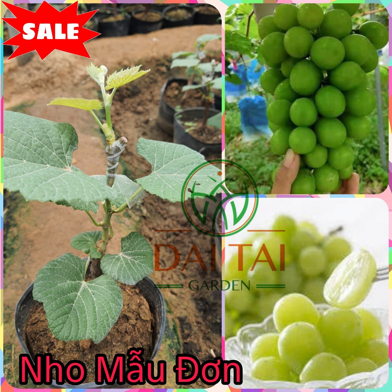 Cây Nho Giống Mẫu Đơn Shine Muscat.