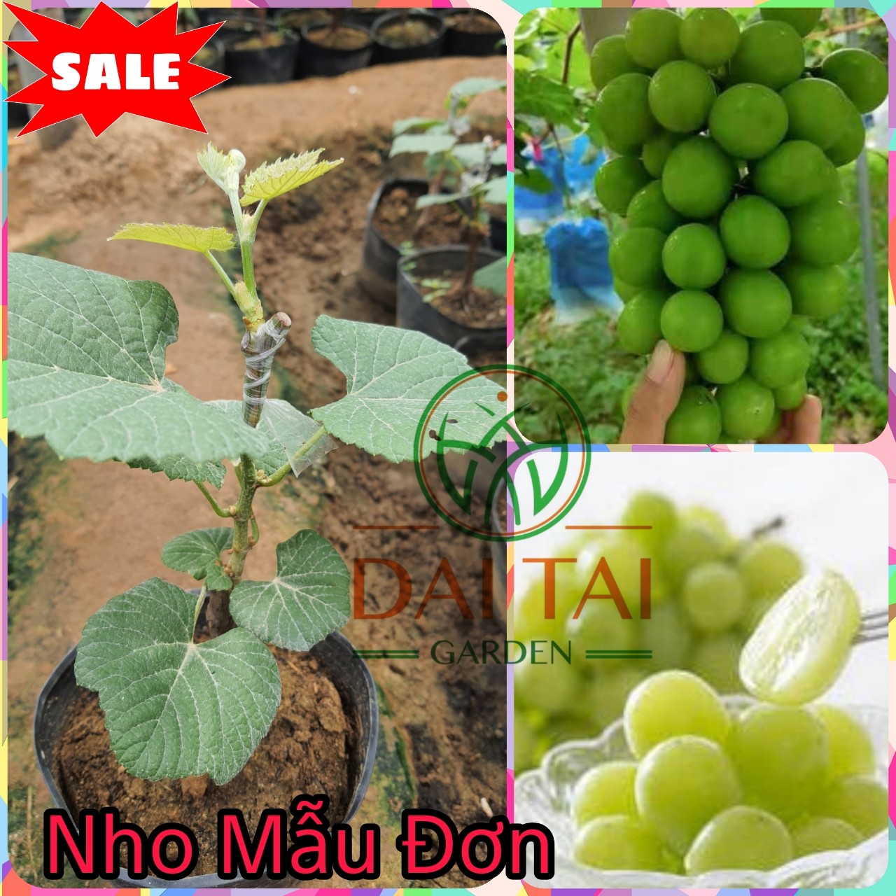 Cây Nho Giống Mẫu Đơn Shine Muscat. ( Nho Sữa  )