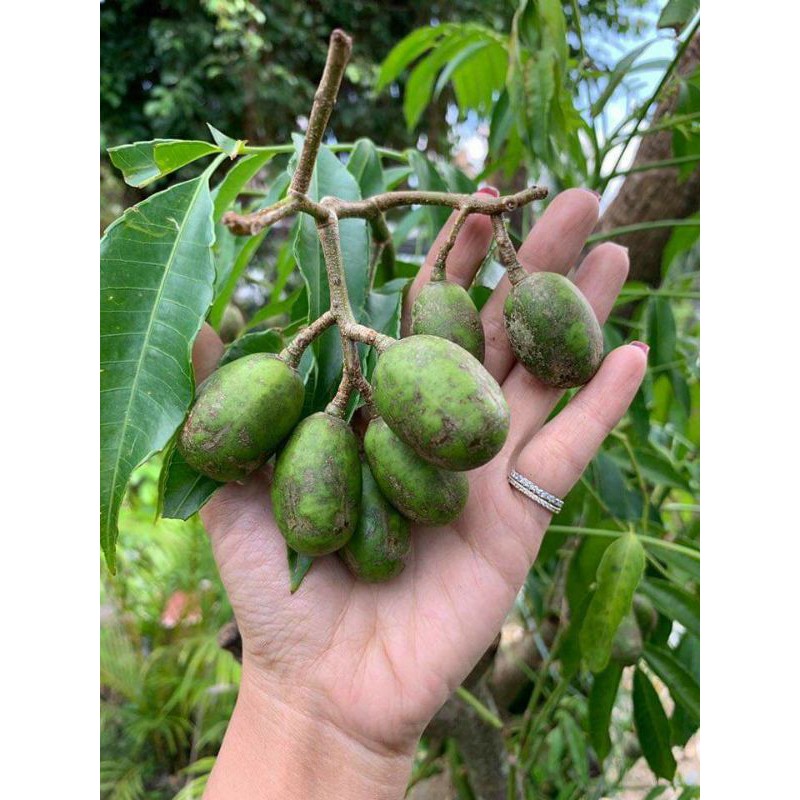 Cây giống cóc thái