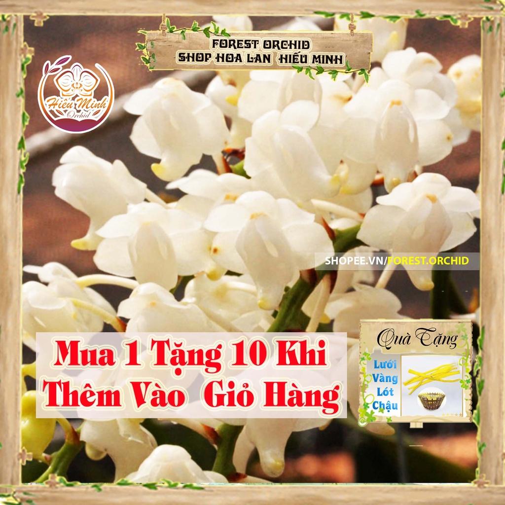 Hoa Lan đột biến Bạch Nhạn, Phong lan rừng Tây Bắc, Lào, Cây Giống phi điệp 5 cánh trắng tím
