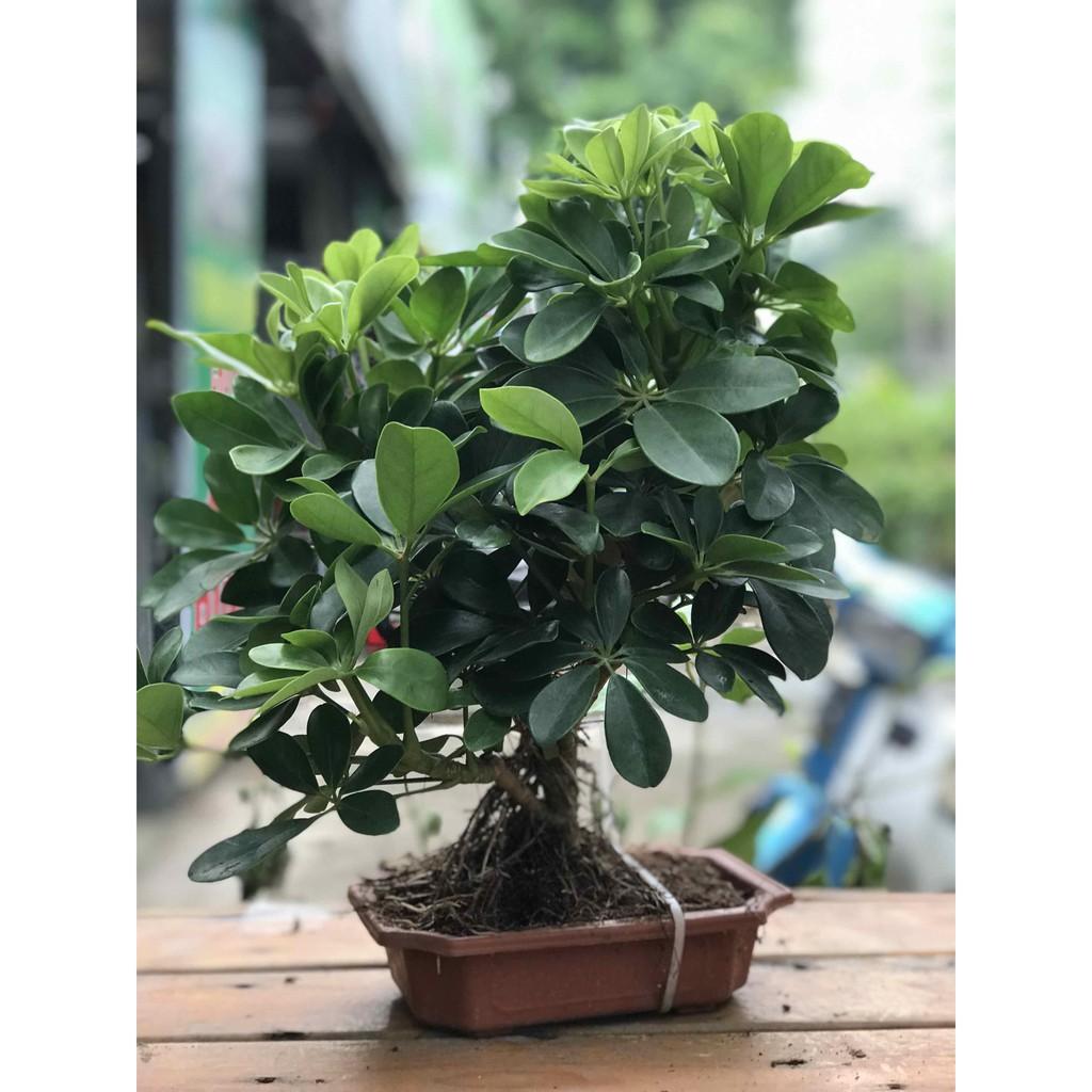 Cây ngũ gia bì bonsai