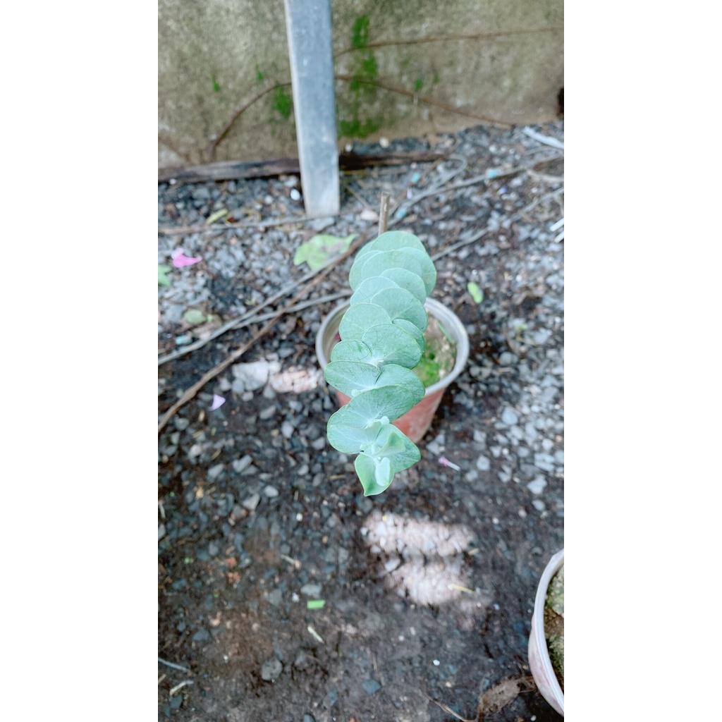 Cây Đo La-Khuynh Diệp-Bạch Đàn