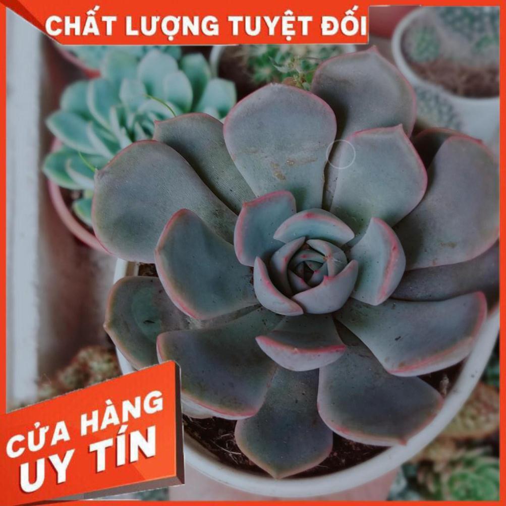 Combo 2 cây sen đá Nhiều Người Mua