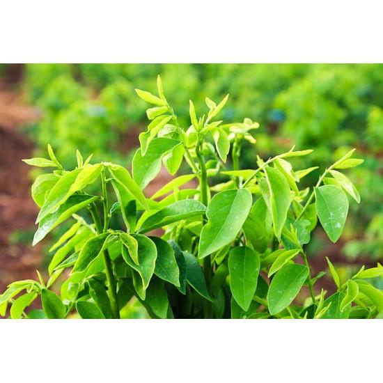Hạt giống rau ngót