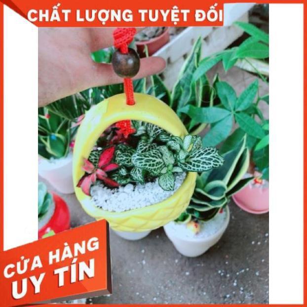 Chậu cây lá cẩm nhung hay lá may mắn
