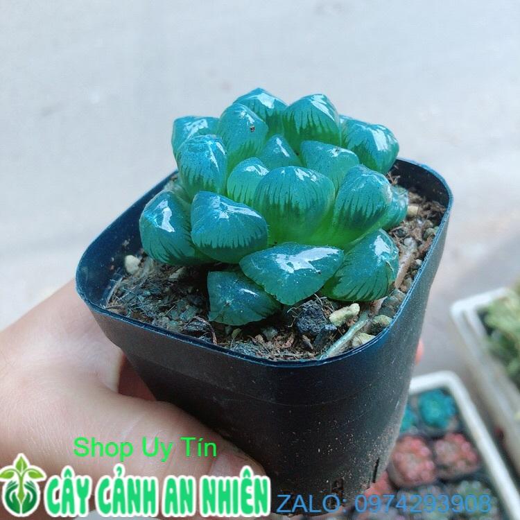 Chậu Kim Cương Hàng Đẹp Được Chọn Màu