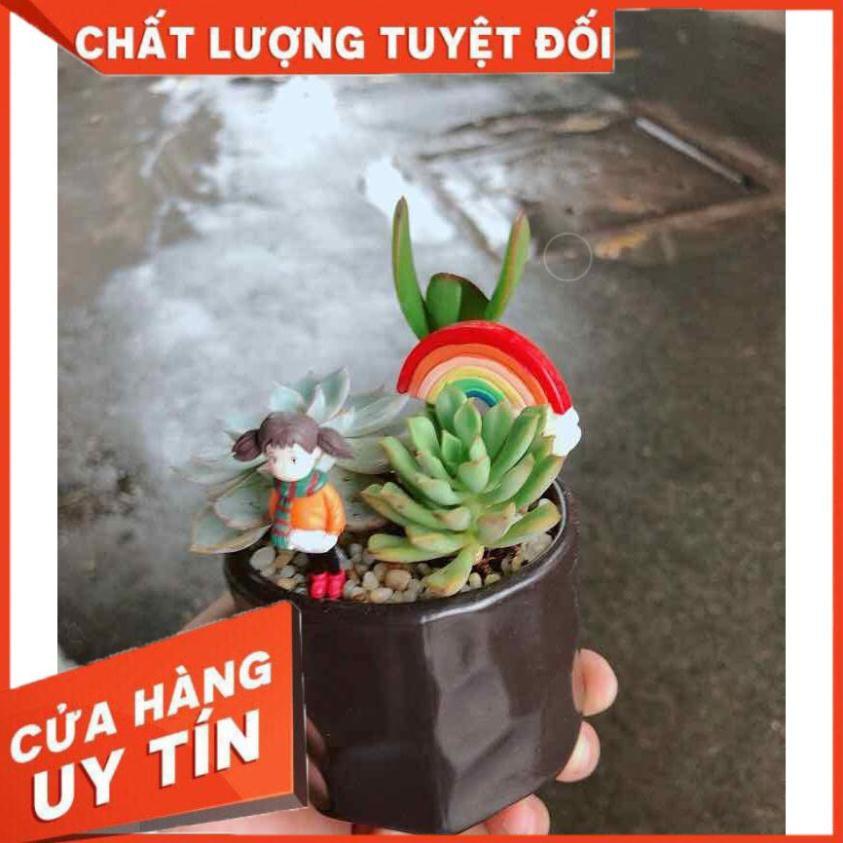 Chậu sen đá tiểu cảnh Nhiều Người Mua