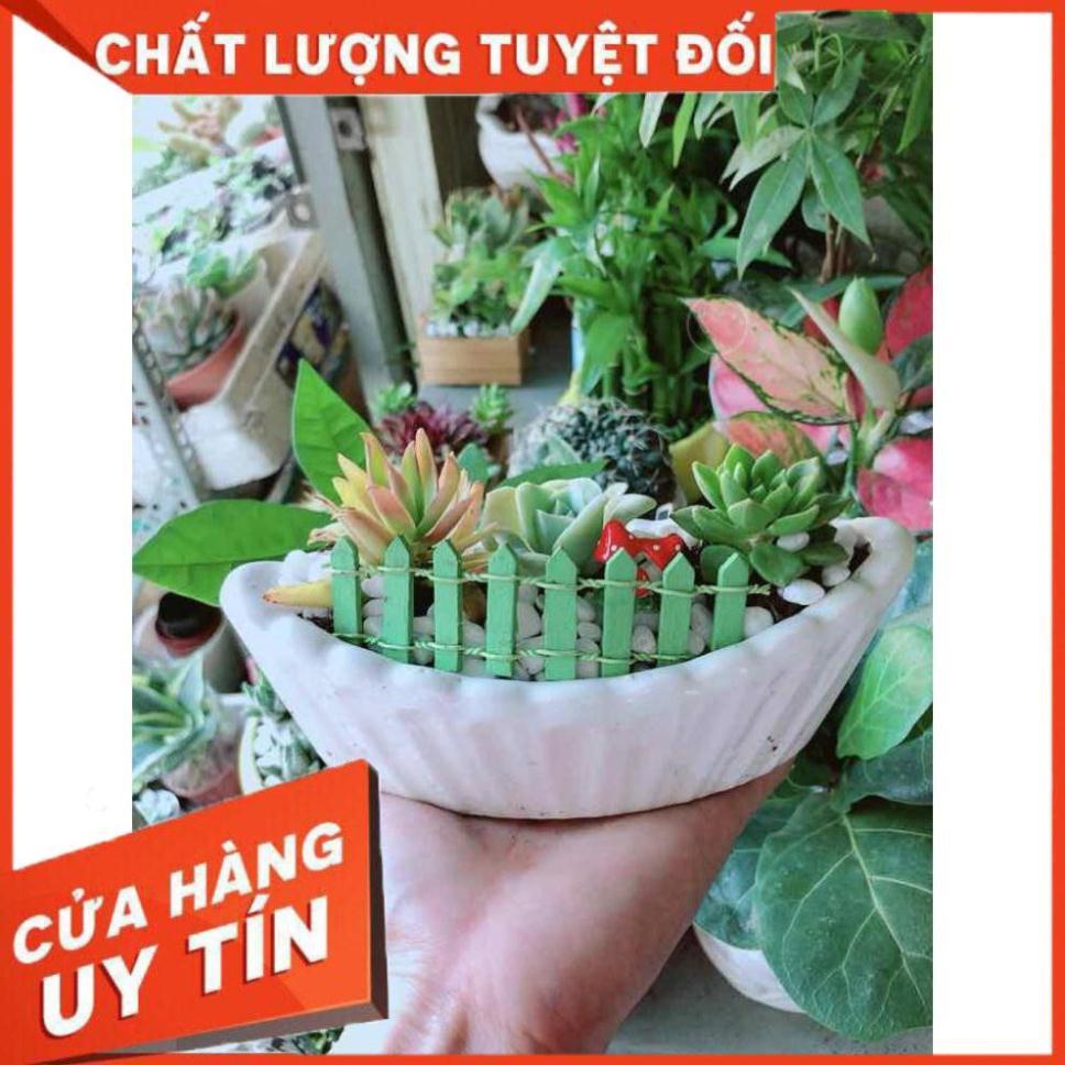 Chậu Sen Đá Nhiều Người Mua