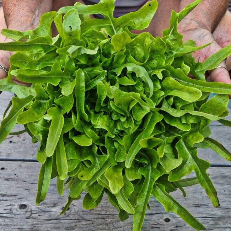 Hạt giống xà lách lá sồi oakleaf RD932 - Chịu nhiệt tốt