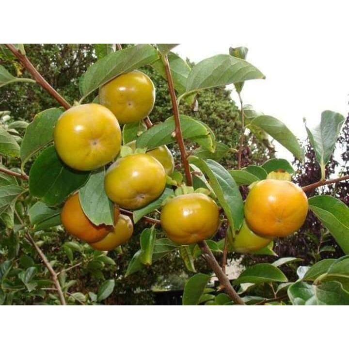 Sản phẩm HỒNG GIÒN FUYU