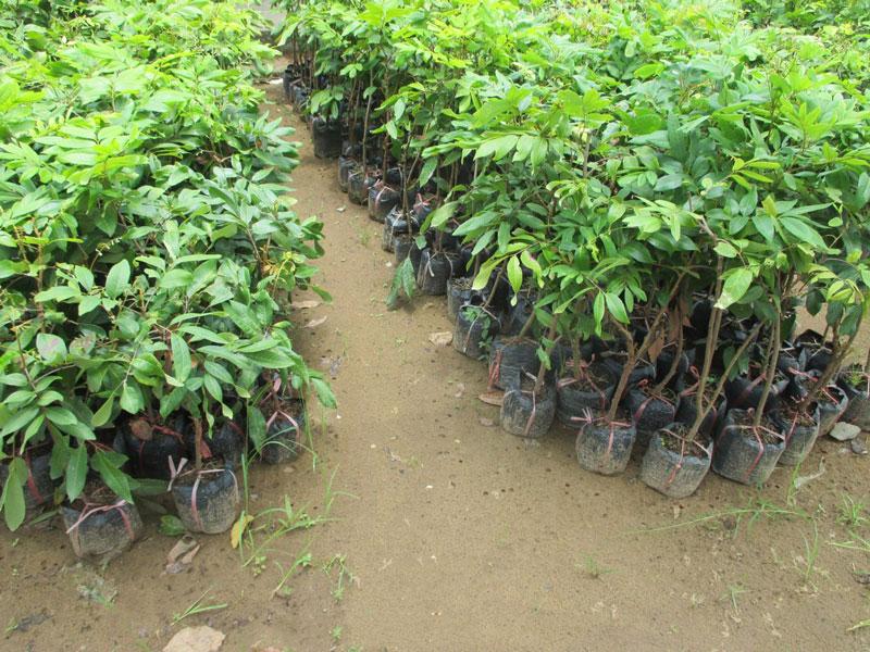 Cây NHÃN LỒNG MUỘN HƯNG YÊN ghép, cây giống chuẩn chuẩn giống cam kết chất lượng