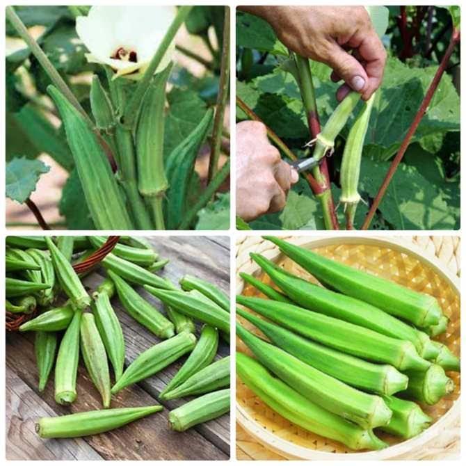 Hạt giống Đậu bắp xanh gói 10gr / Đậu bắp đỏ