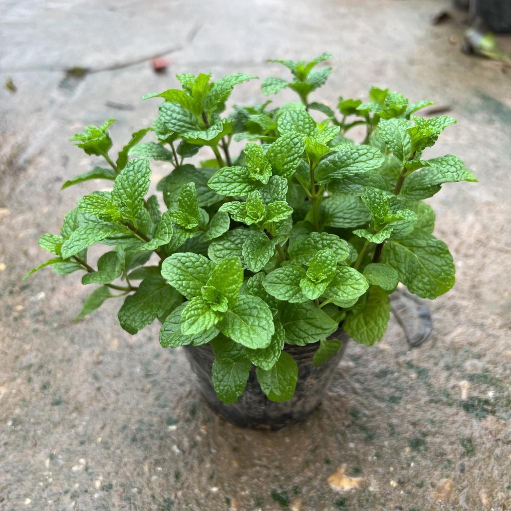 Cây rau húng lủi xum xuê lá cao 10cm, cây gia vị kèm món ăn hàng ngày