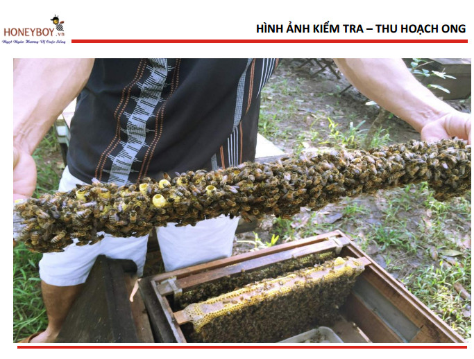 Mật ong 5 sạch Honeyboy 1KG