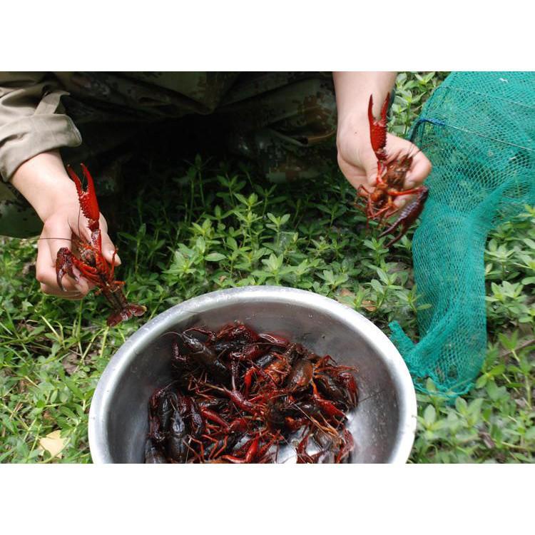 2 gói Mồi Tôm Cua Lươn Siêu Nhạy 50gram  docaucagiangnam