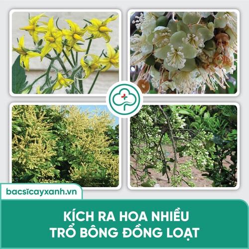 Phân bón vi lượng kích hoa nở đồng đều hàng loạt, đậu trái cao BS15 Nuti 500ml NSX Bacsicayxanh