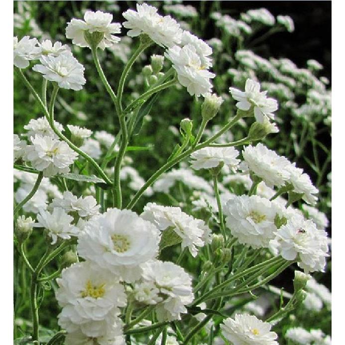 Hạt Giống Hoa Baby Hoa Trắng KNS3636 - Gói 50 hạt