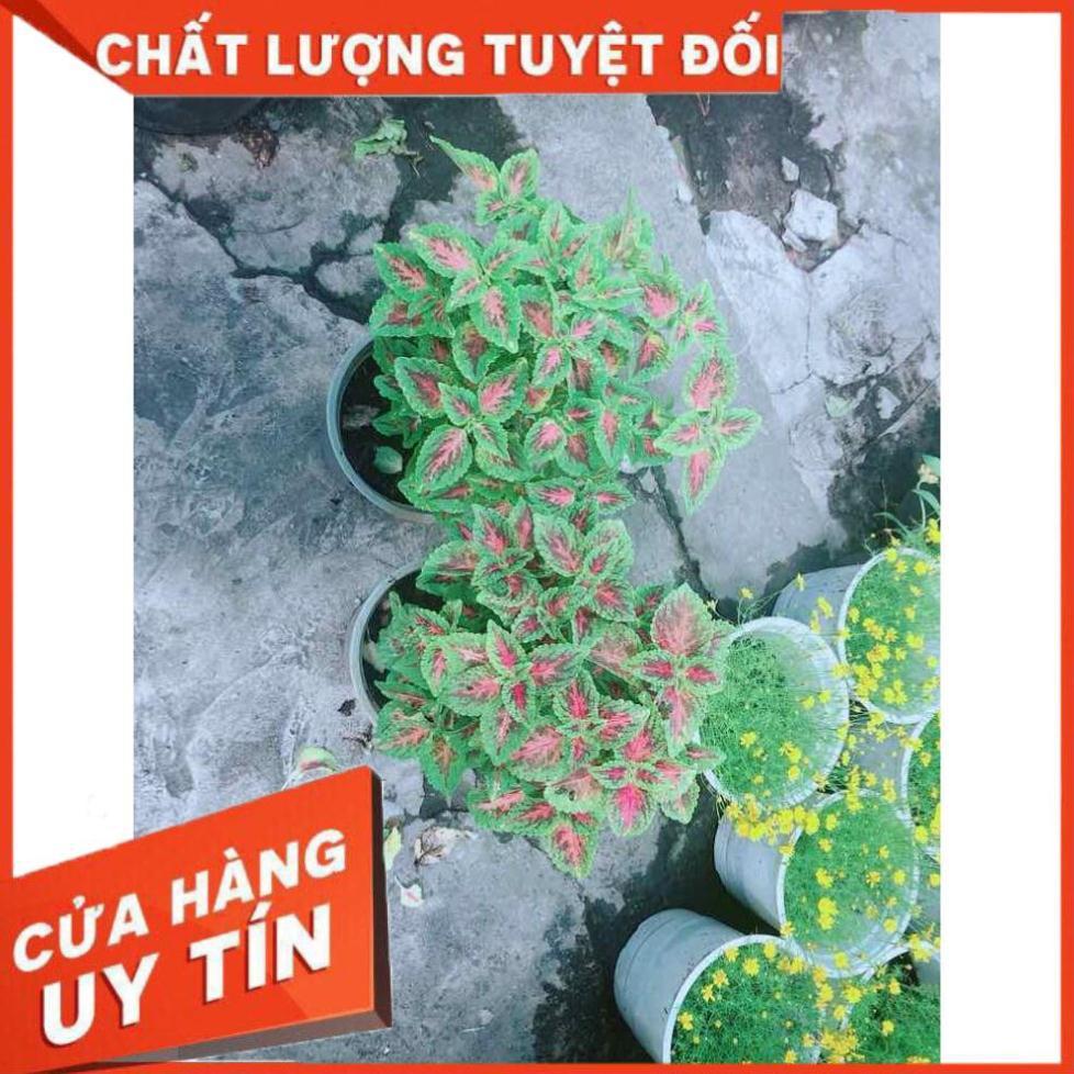Chậu Lá Gấm Nhiều Người Mua