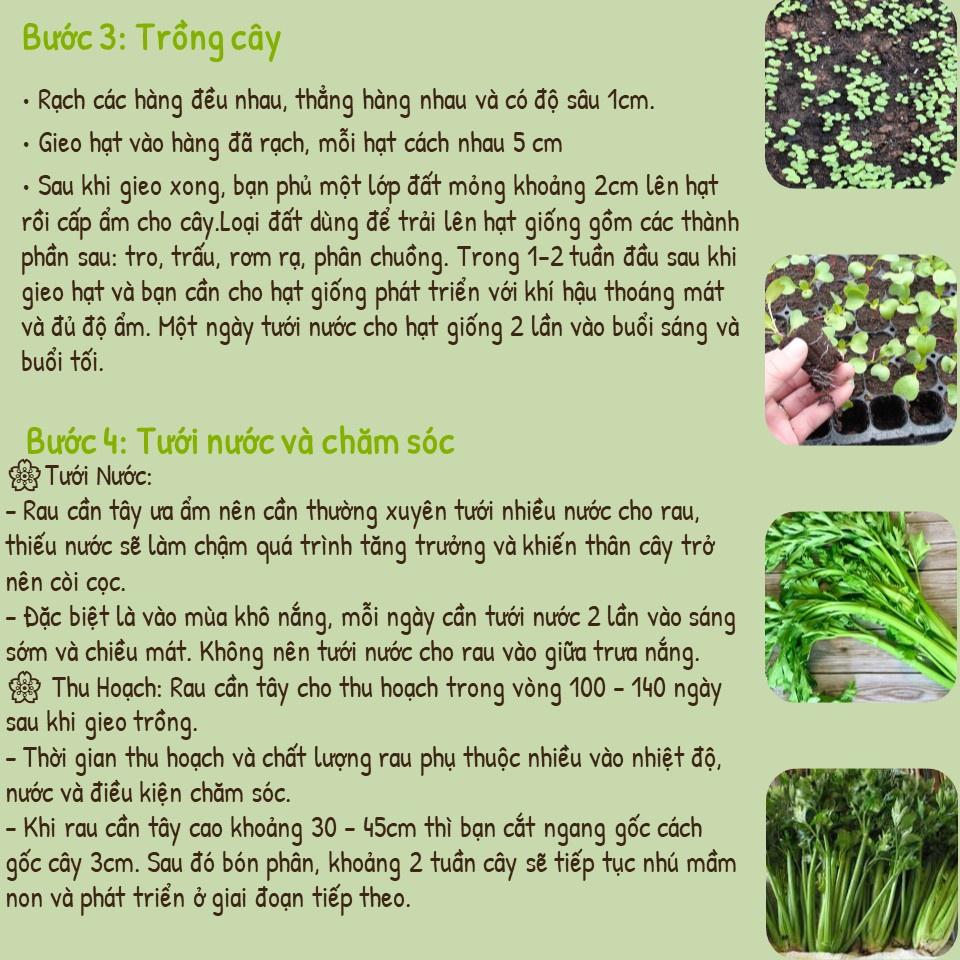 Hạt Giống Rau Cần Tây, Cần Cọng Xanh Phú Nông Seeds - Gói 5 Gram