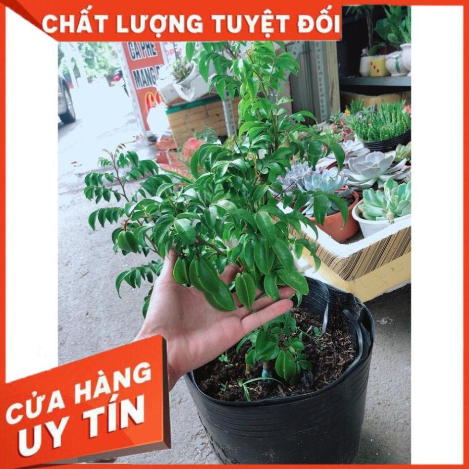 Cây Khế Nhiều Trái To