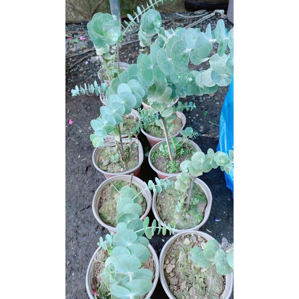 Cây Đo La-Khuynh Diệp-Bạch Đàn