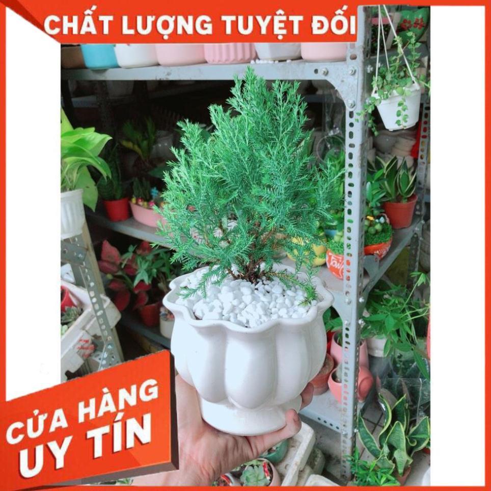 Cây Tùng Bồng Lai Chậu Sứ