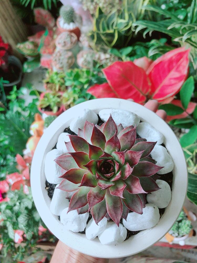 Chậu Sen Đá Phật Bà Đỏ