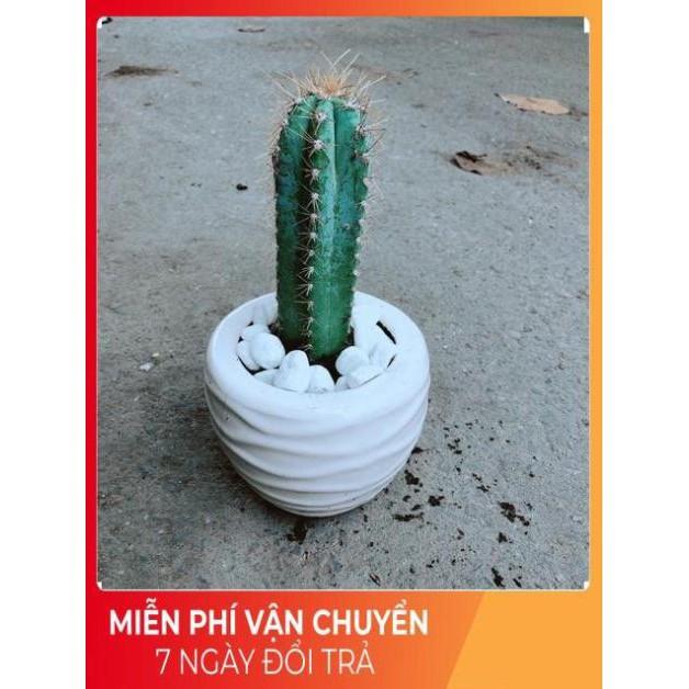 Chậu Xương Rồng Trụ