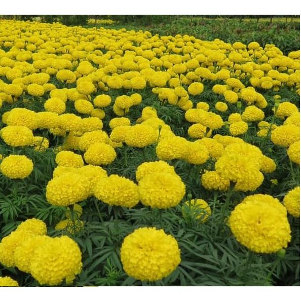 Hạt giống hoa Vạn Thọ vàng chanh Lở F1