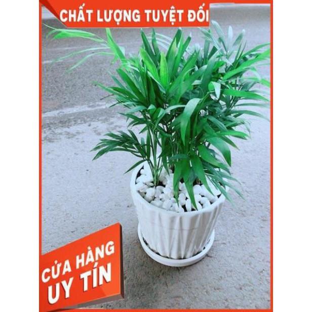 Chậu Cây Cau Tiểu Trâm