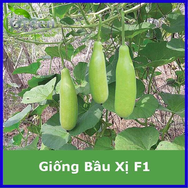 Hạt Giống Bầu Xị Lai F1 Sai Trái