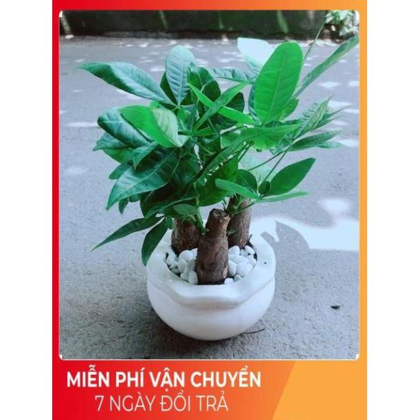 Chậu Kim Ngân 3 Thân