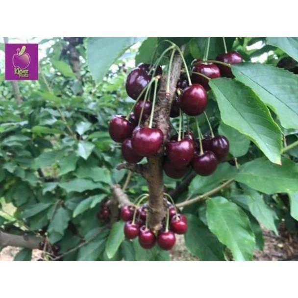 sản phẩm CÂY GIỐNG CHERRY MỸ ĐỎ